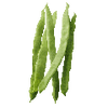 Tuinbonen zaden