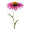 Bloemzaden