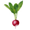 Groentezaden