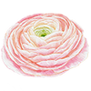 Voorjaarsbloemen