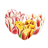 Tulpen