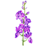 Bloemzaden