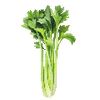 Groentezaden