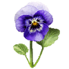 Bloemzaden