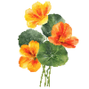 Bloemzaden