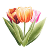 Tulpen