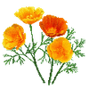 Bloemzaden