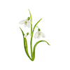 Voorjaarsbloemen
