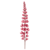 Ereprijs wortelstokken / Veronica