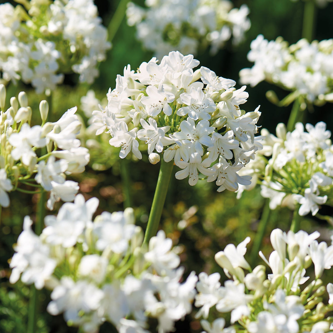 Agapanthus 'Albus'