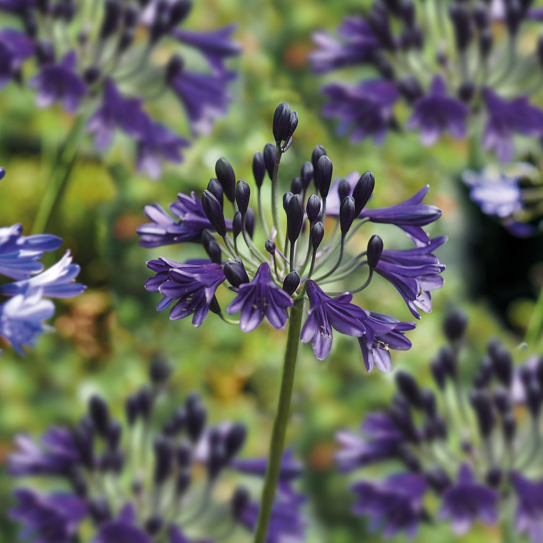 Agapanthus 'Black Buddhist'