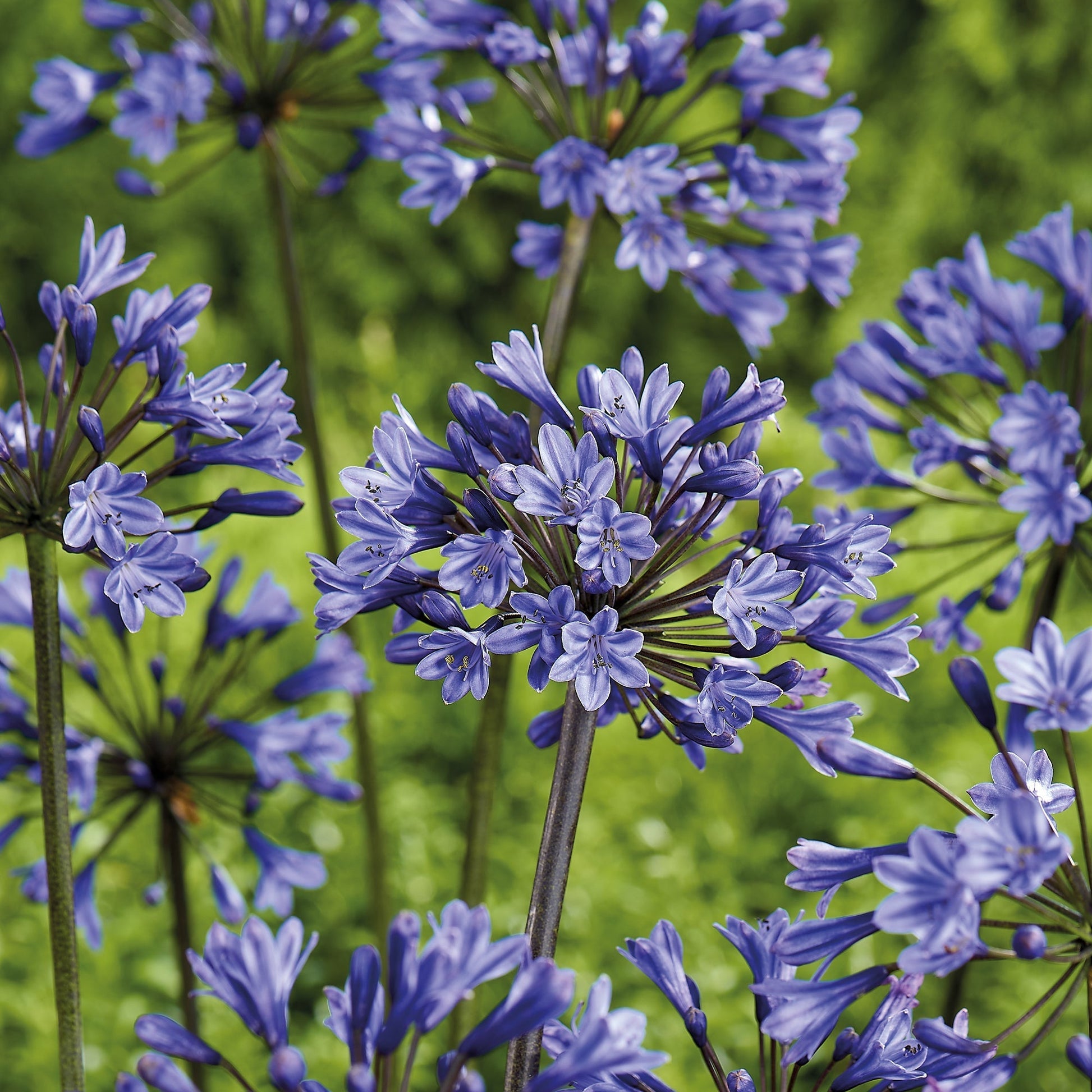 Agapanthus 'Intermedia'