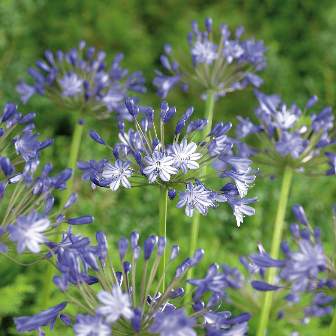 Agapanthus 'Pacific Ocean'