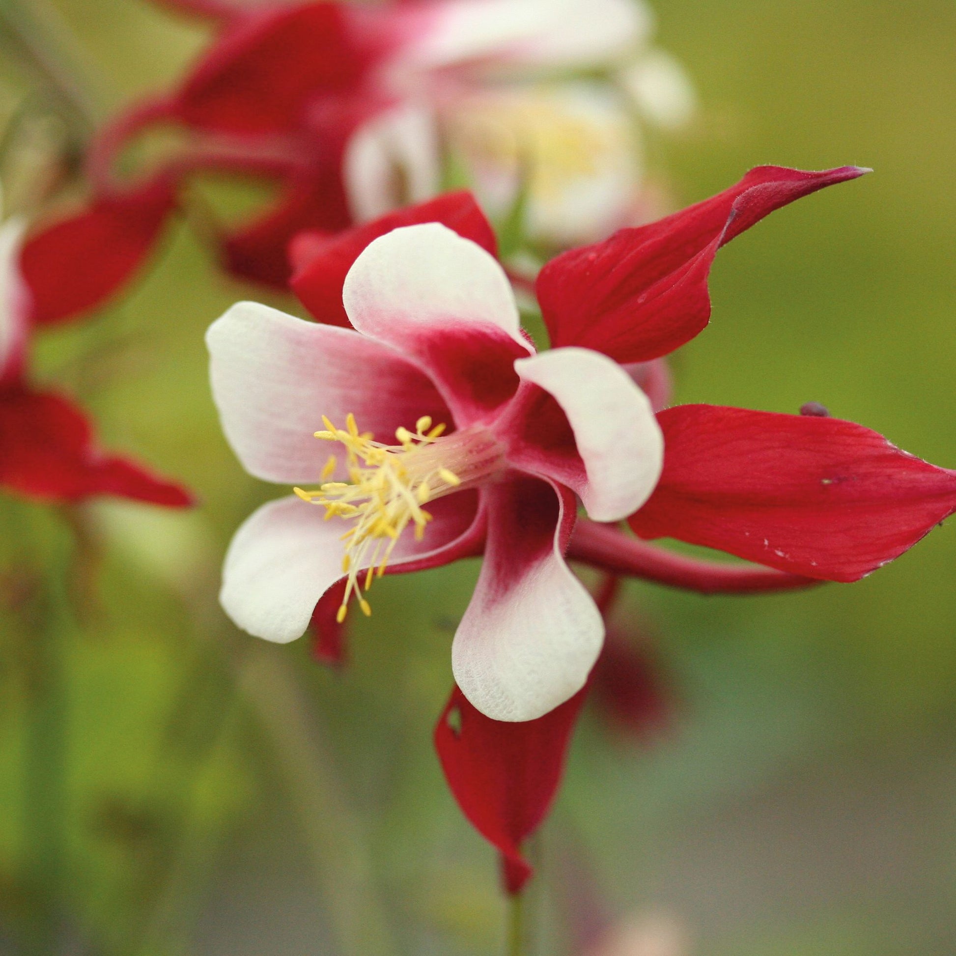 Akelei, Aquilegia 'Crimson Star'