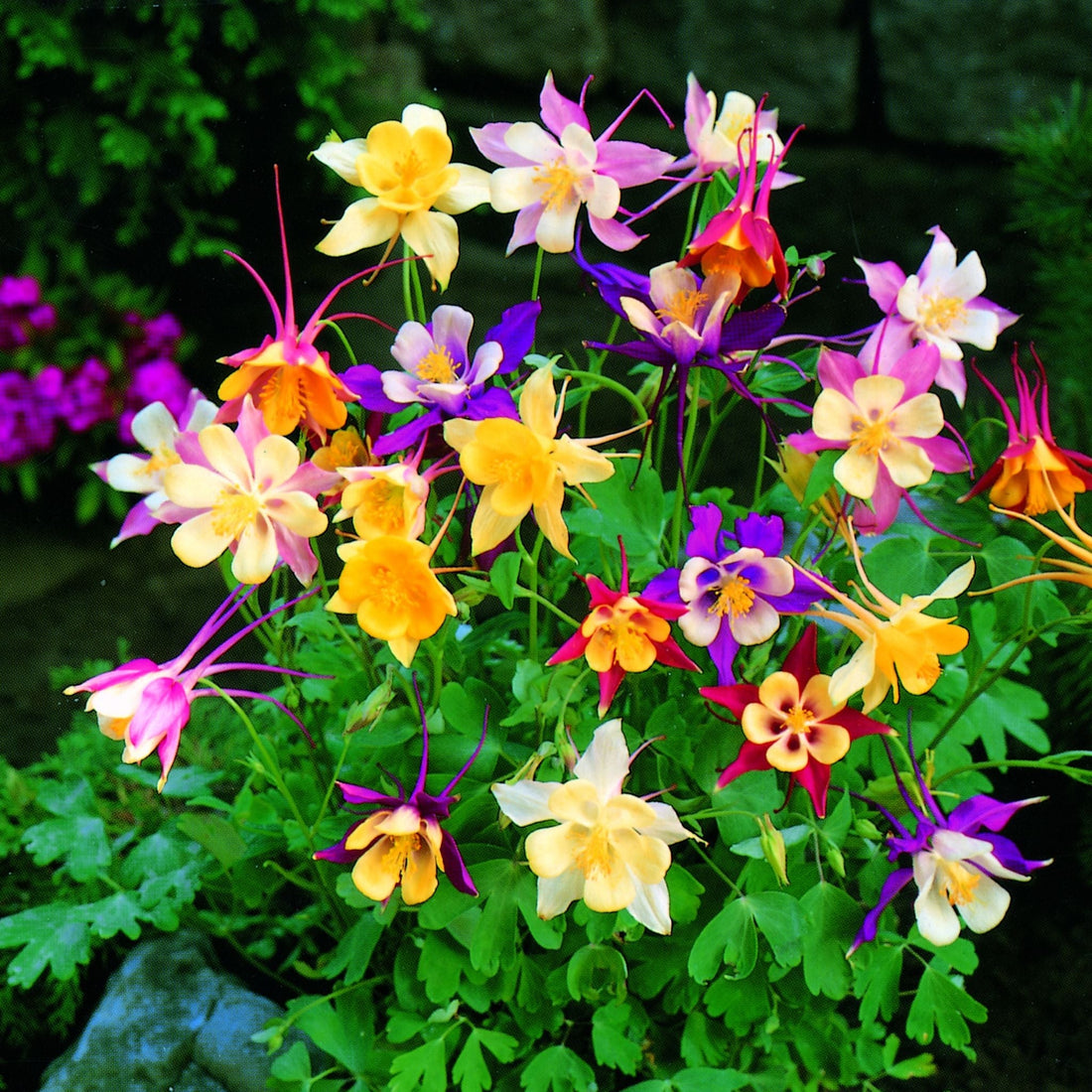 Akelei, Aquilegia 'McKana Hybrids'