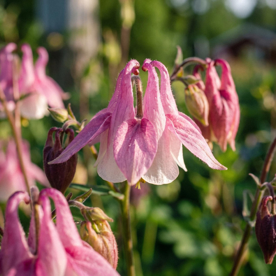 Akelei zaden 'Columbine' - 100 biologische zaden