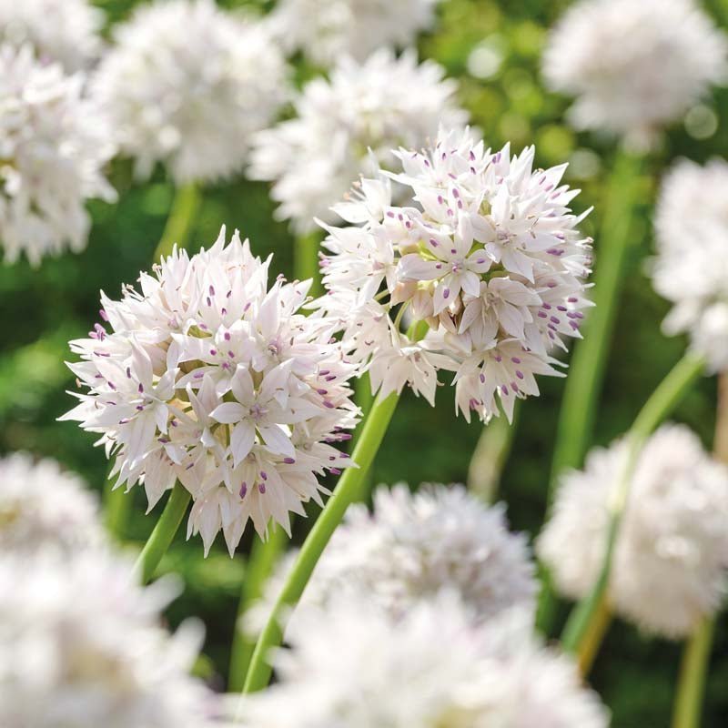 Allium 'Graceful Beauty'