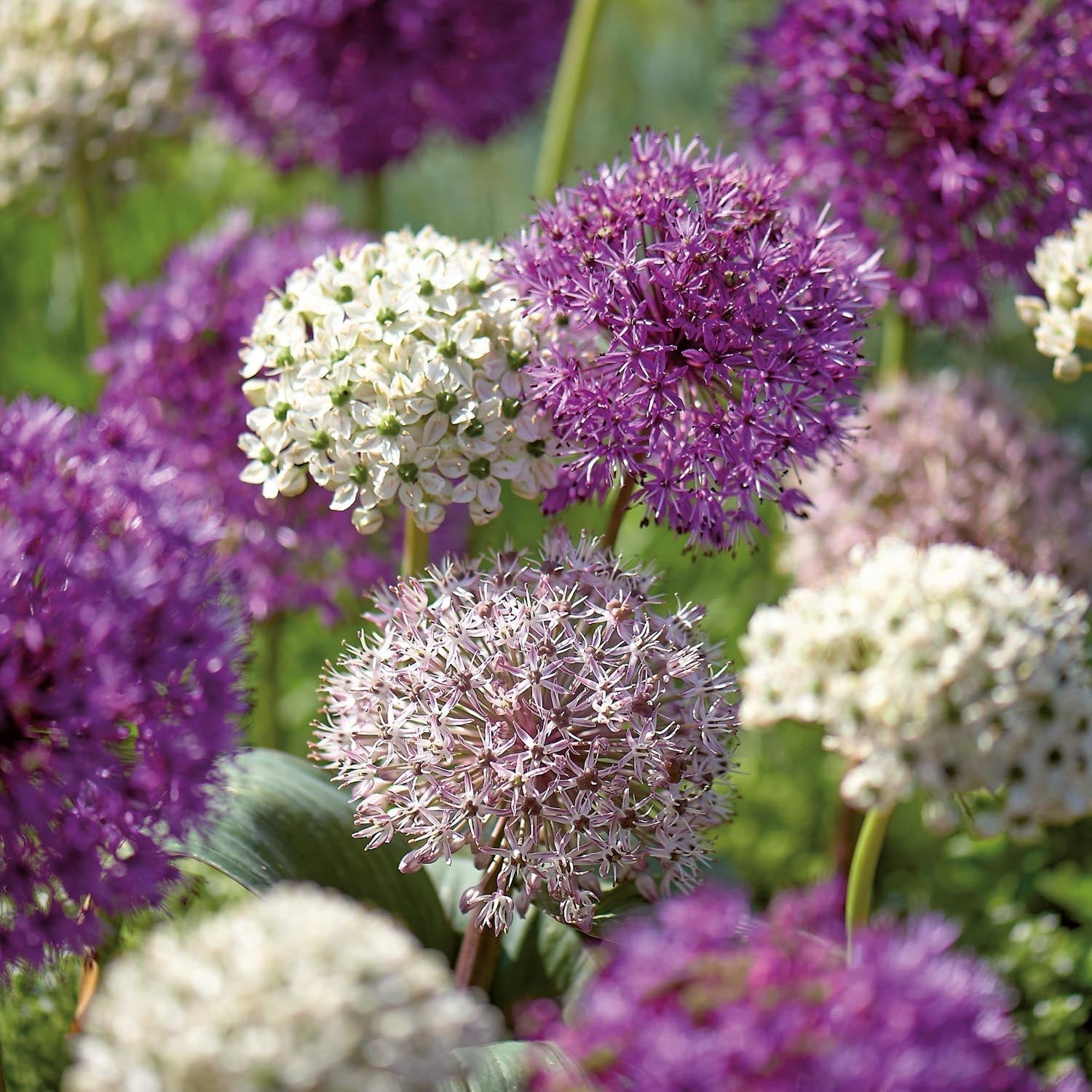 Allium mix 'Large Mixed'