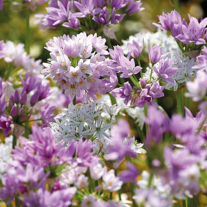 Allium mix 'Mini Pink Mixed'
