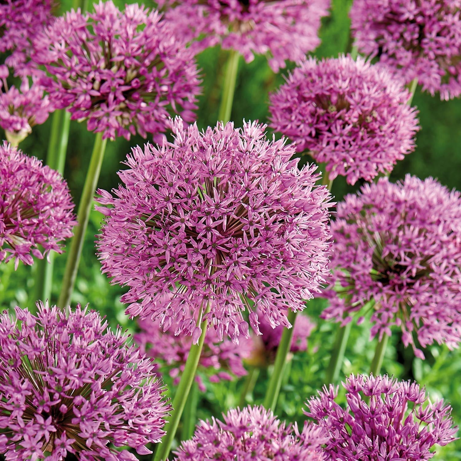 Allium, Sierui 'Aflatunense'