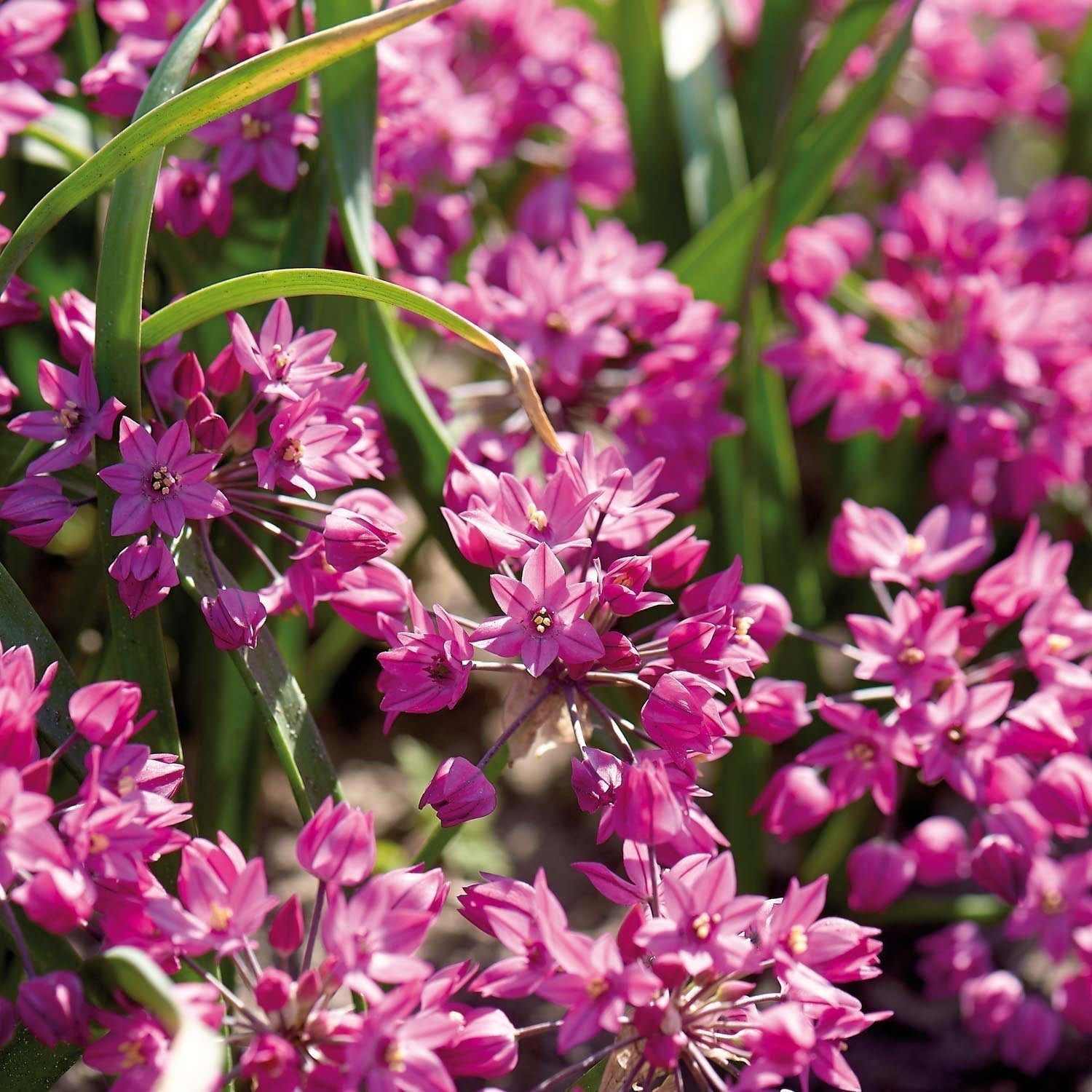 Allium, Sierui 'Baltimore'