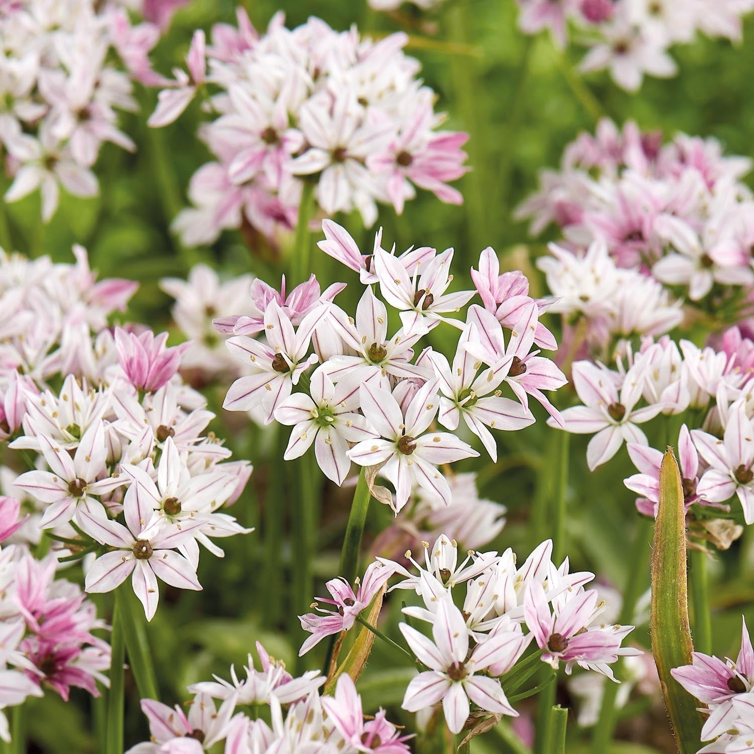 Allium, Sierui 'Cameleon'