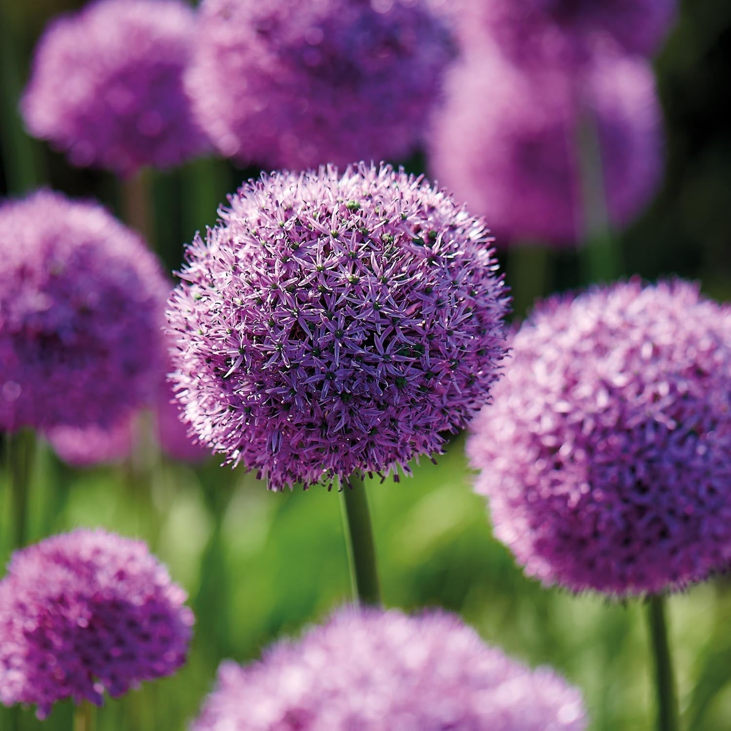 Allium, Sierui 'Gladiator'