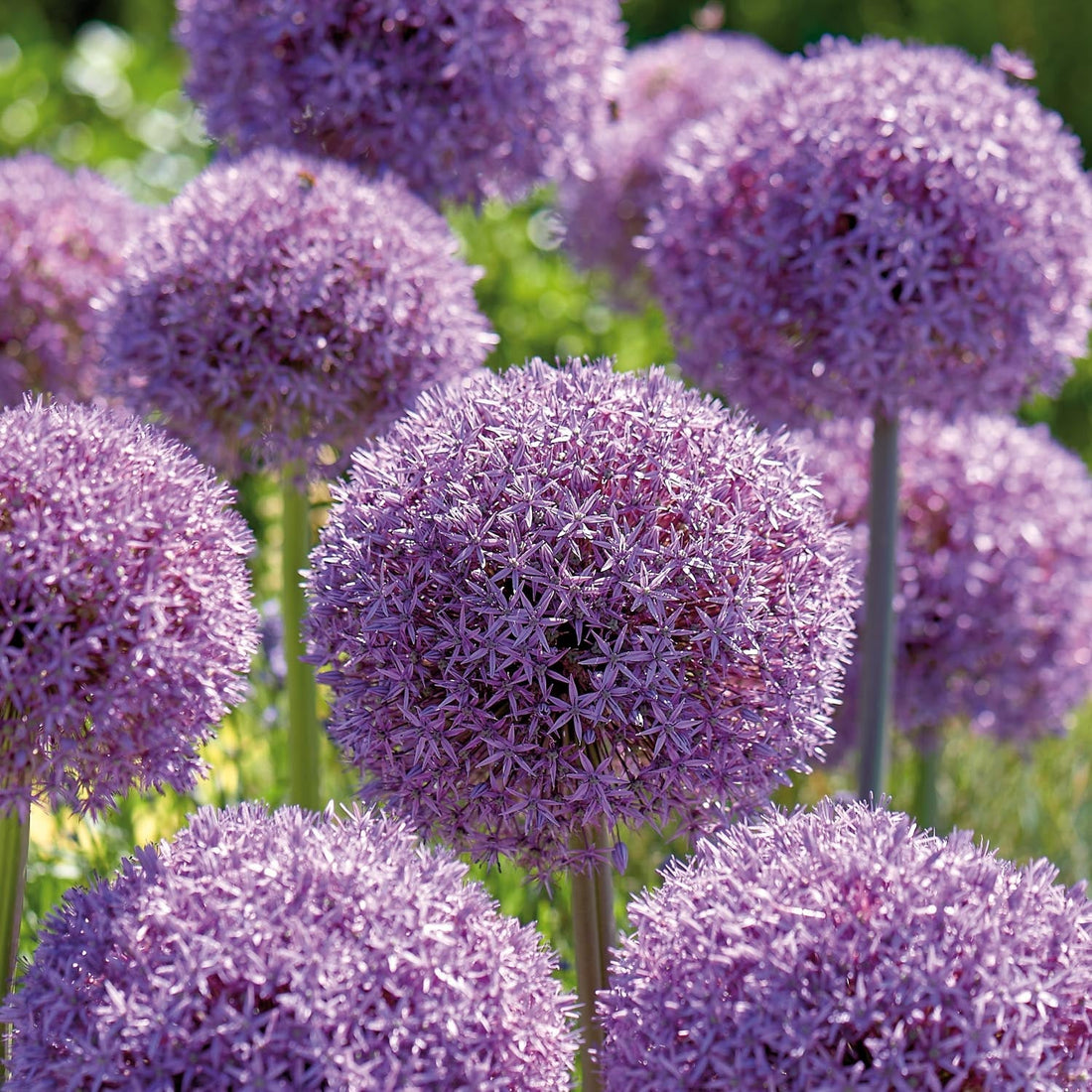 Allium, Sierui 'Globemaster'