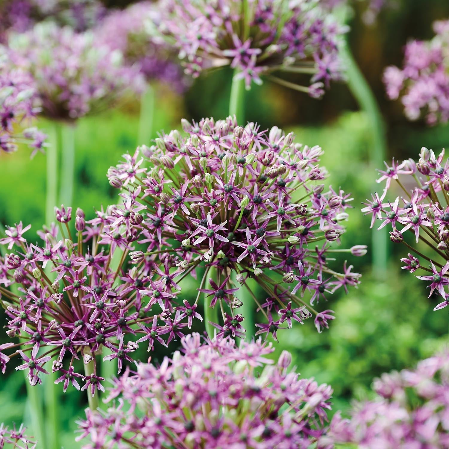 Allium, Sierui 'Miami'