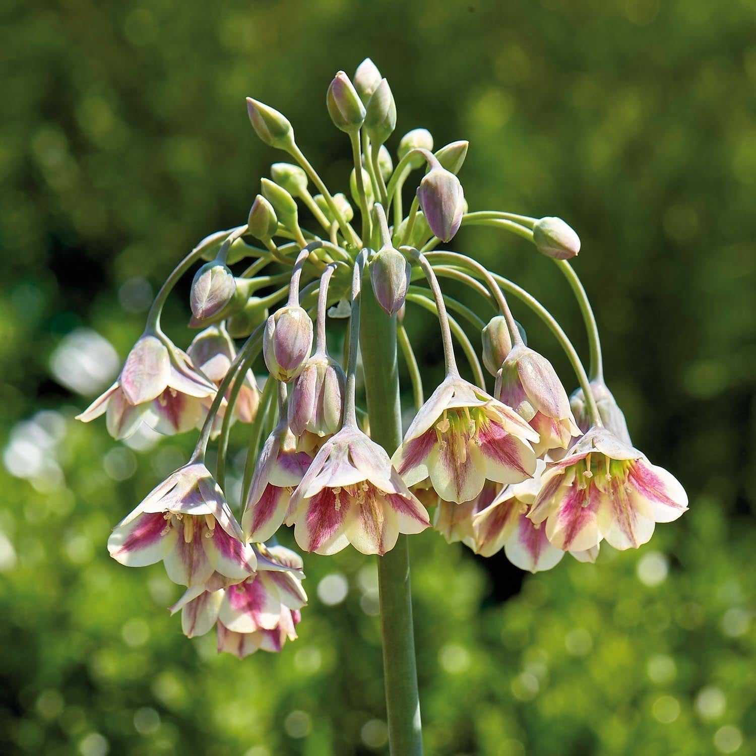 Allium, Sierui 'Nectaroscordum/Bulgaricum'