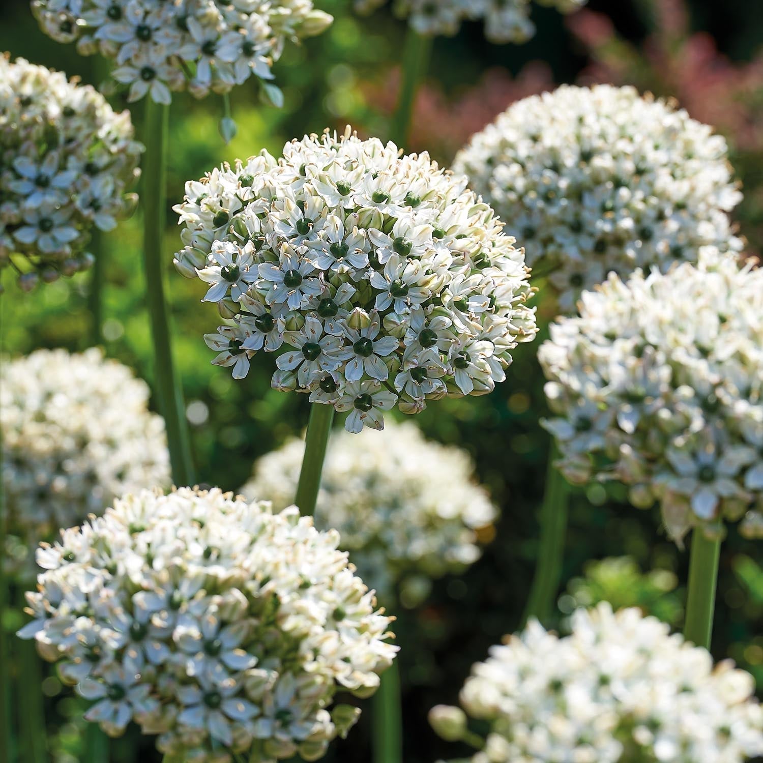Allium, Sierui 'Nigrum'