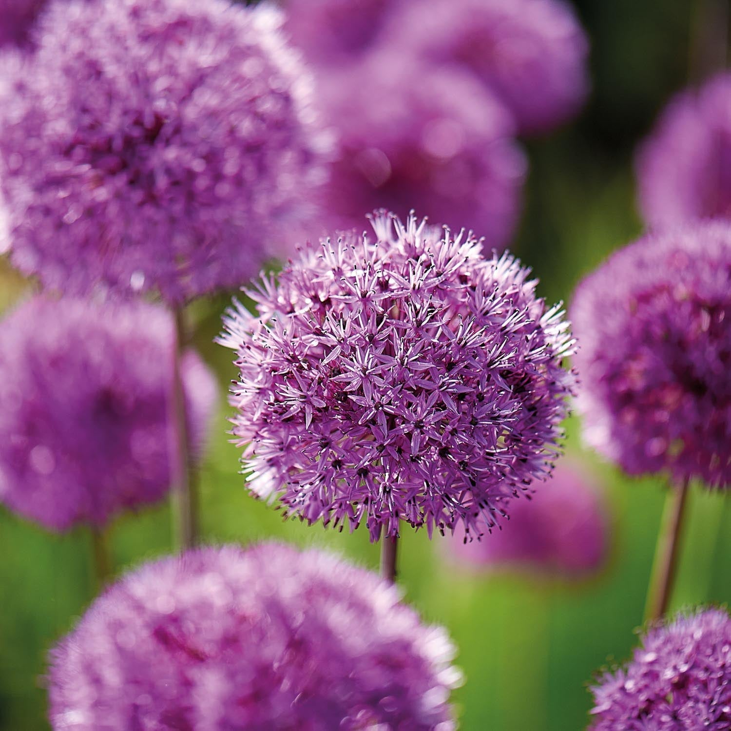 Allium, Sierui 'Purple Sensation'