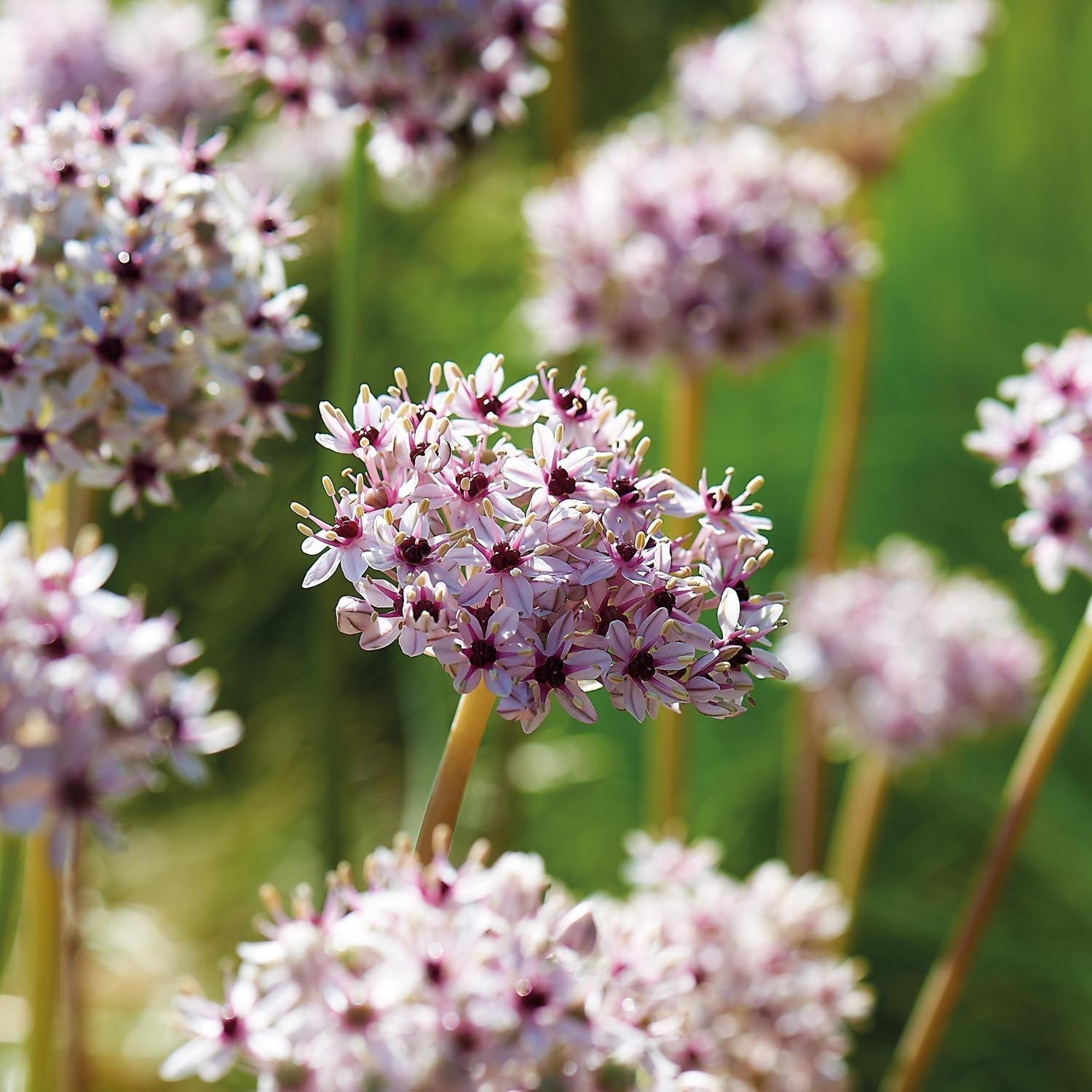 Allium, Sierui 'Silver Spring'