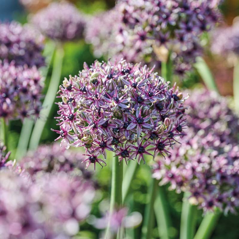 Allium 'Starlight'
