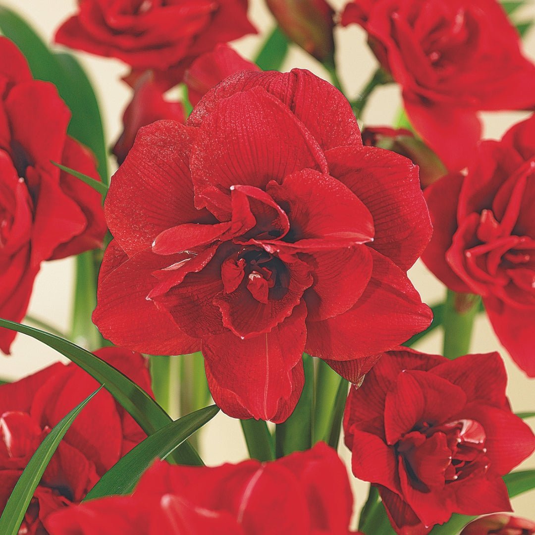 Amaryllis 'Amarantia'