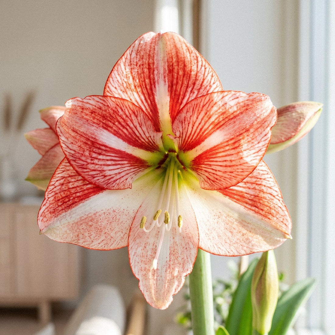 Amaryllis, Hippeastrum 'Showmaster'