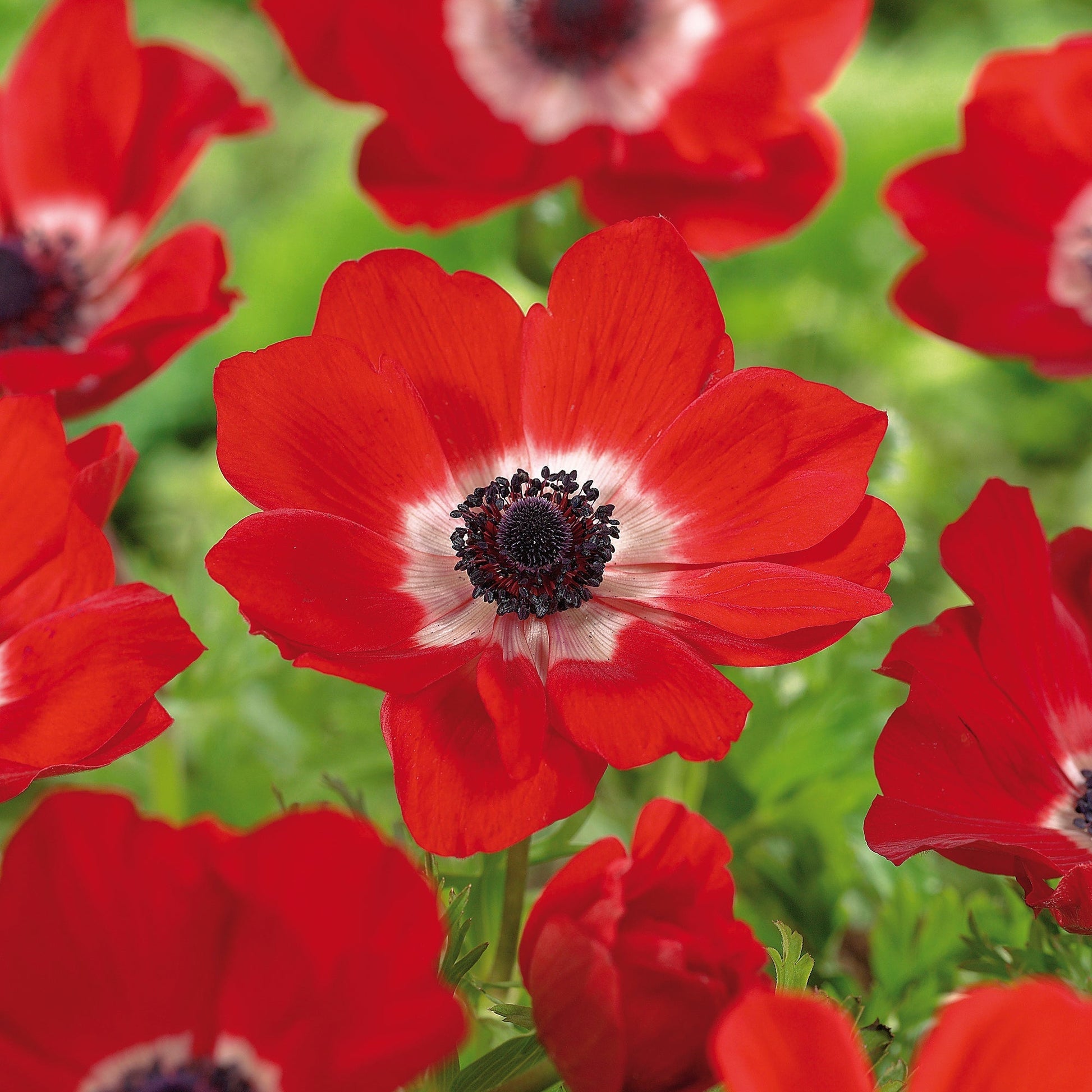 Anemoon 'Hollandica'