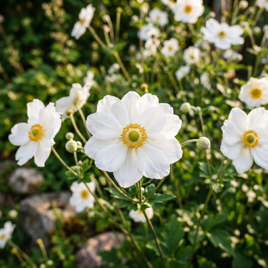 Anemoon 'Honorine Jobert'
