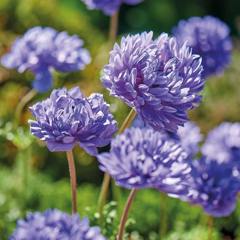 Anemoon 'Lord Lieutenant'