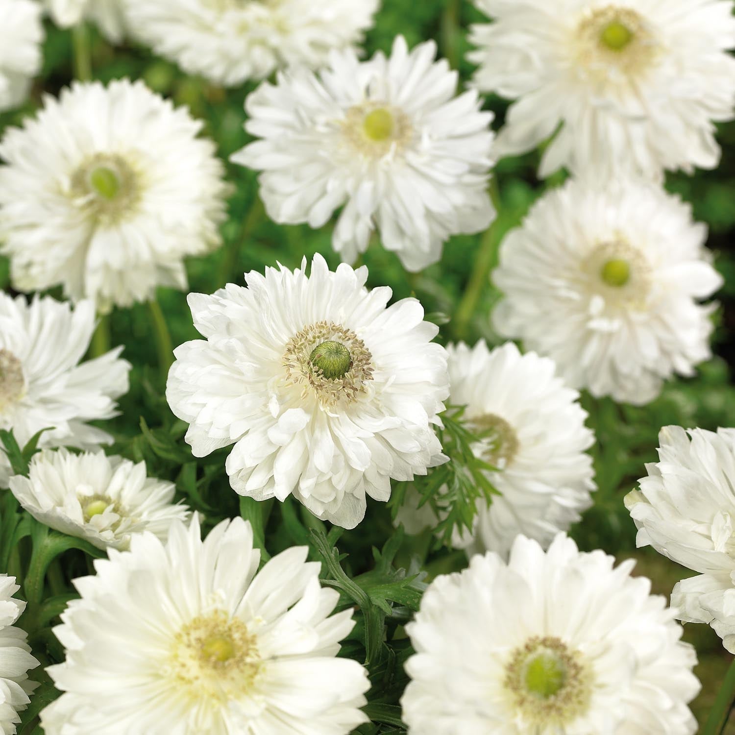 Anemoon 'Mount Everest'