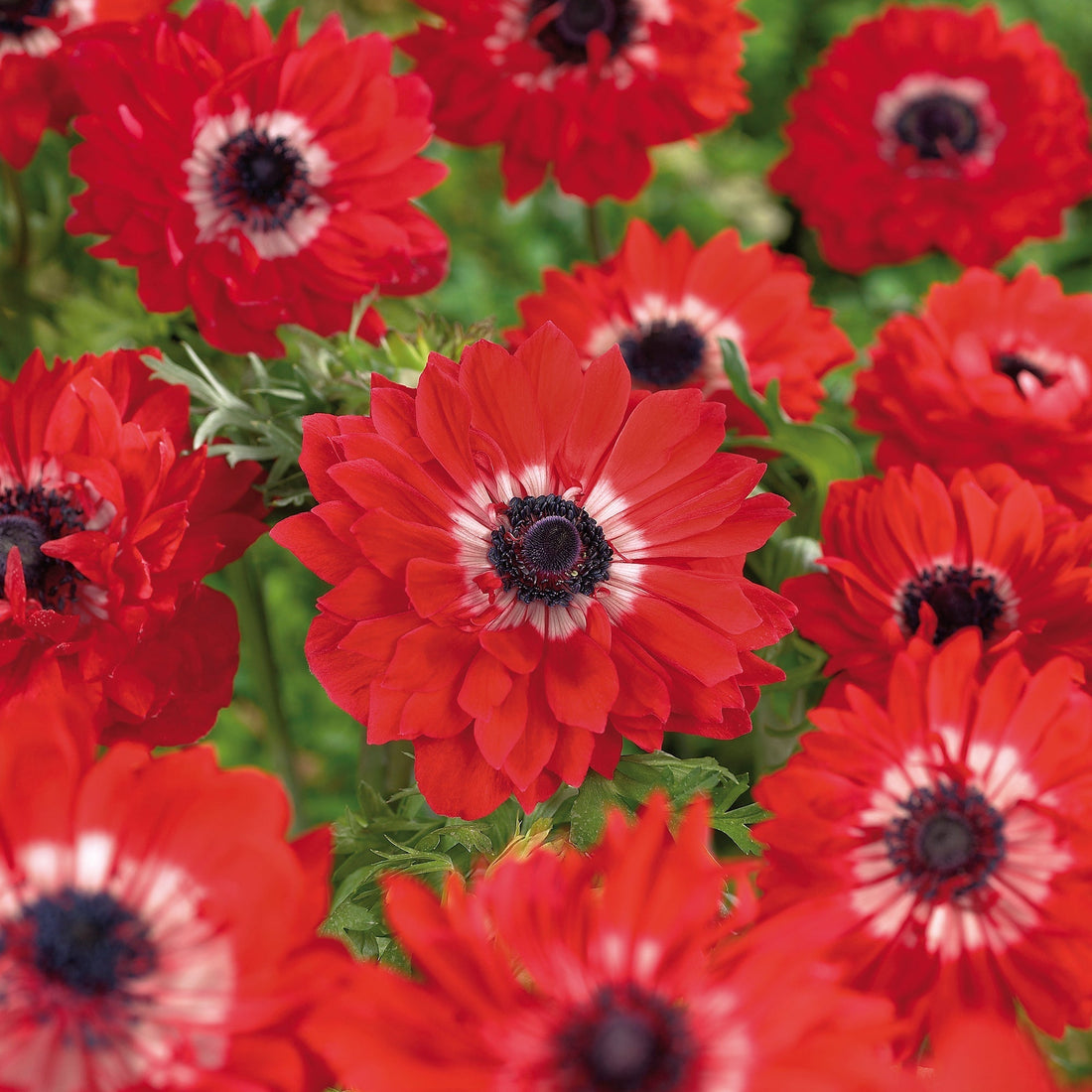 Anemoon 'The Governor'