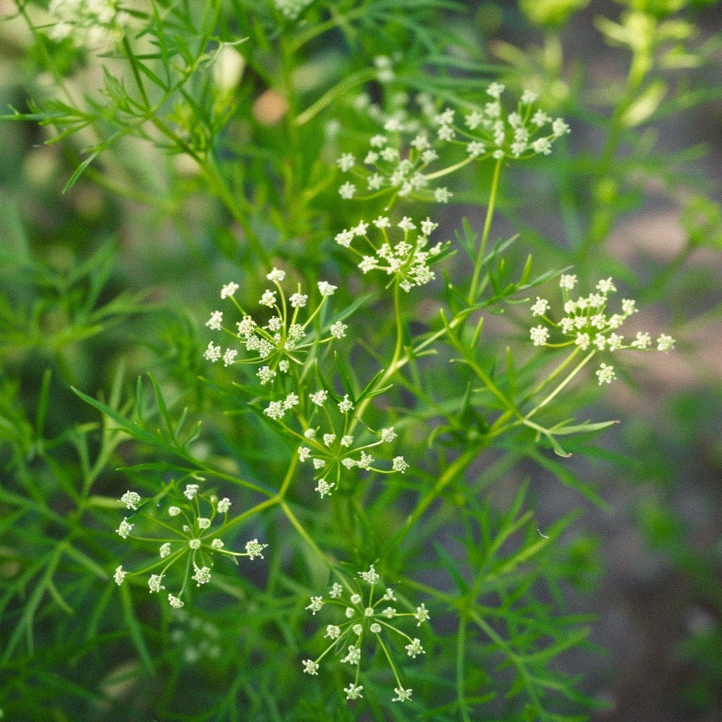 Anijszaad - 200 biologische zaden