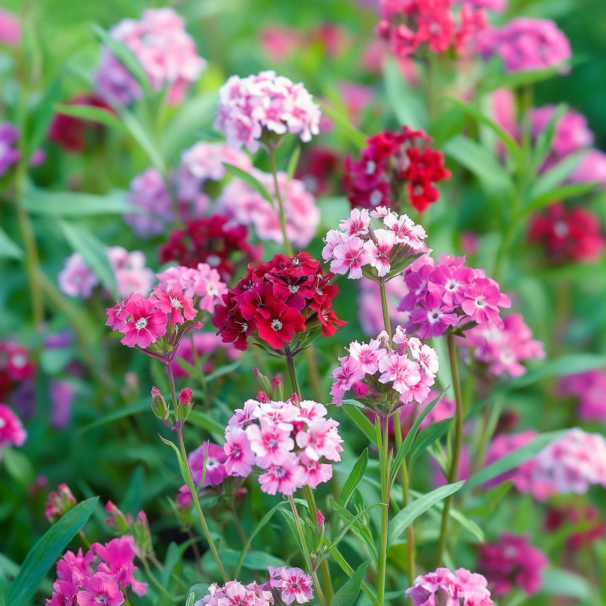 Anjerzaden 'Sweet William' - 150 biologische zaden
