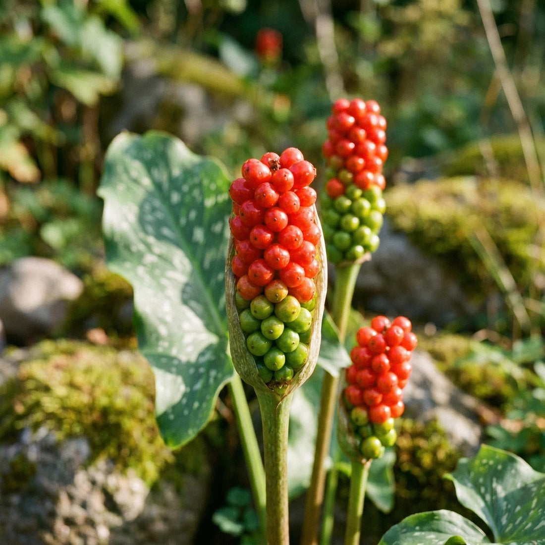 Aronskelk, Arum 'Italicum'