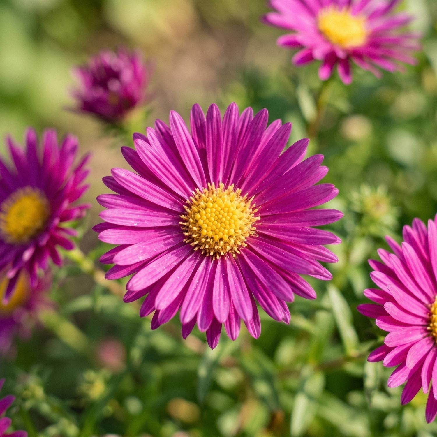 Aster 'Crimson Brocade'