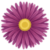Aster wortelgoed