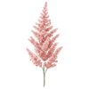 Astilbe wortelgoed / Pluimspirea