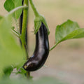 Auberginezaden 'Violetta Lunga 3' - 20 biologische zaden
