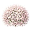Kruidenzaden