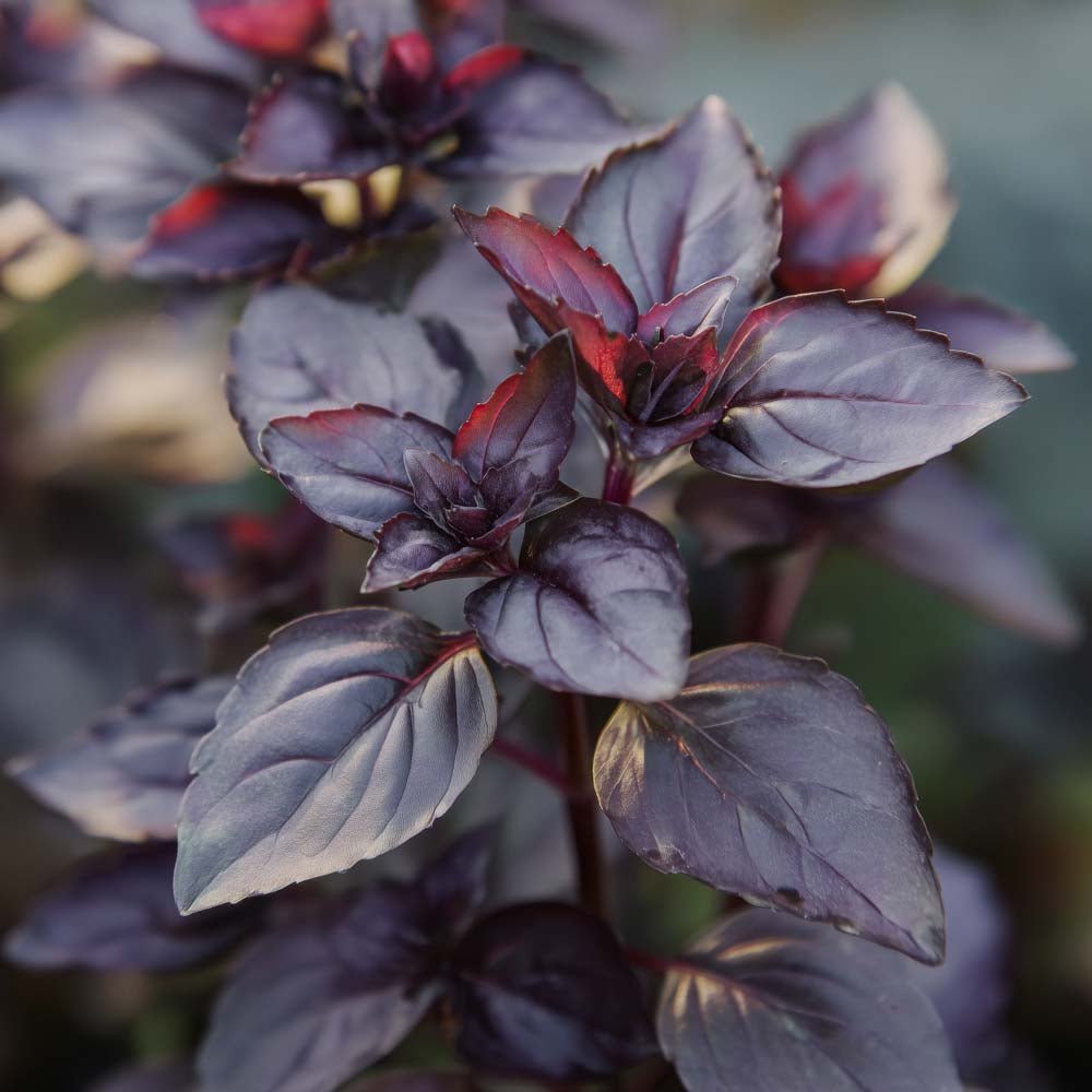 Basilicum zaden 'Dark Opal' - 120 biologische zaden